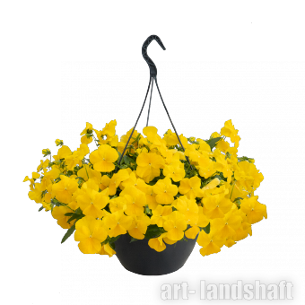 ����� �������� (���������) " Yellow" - ����-��������