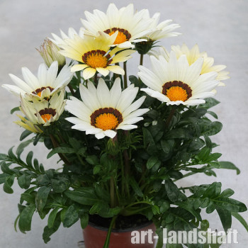 ������� ����������� Zany White ("���� ����") - ����-��������