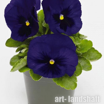 ����� ��������������� "DeluXXe Deep Blue Blotch" - ����-��������