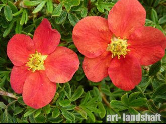�������� ������������� "Marian Red Robin" (������ ��� �����) - ����-��������