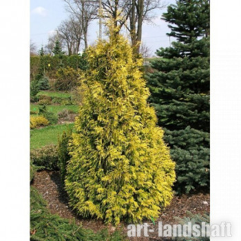 ��� �������� "Holmstrup Yellow" (�������� �����) - ����-��������