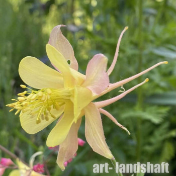 ��������� Spring Magic Yellow ("������ ������ �����") - ����-��������