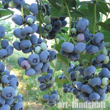 �������� ������������ "Bluegold" (��� ����) - ����-��������