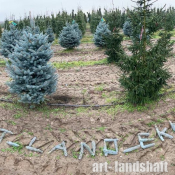 ��� ������� ������� "Dittersdorfer Zwerg" (������������� �����) - ����-��������