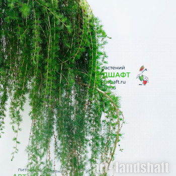 ����������� ����������� "Pendula" (�������)  - ����-��������