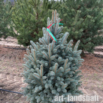 ��� �������  "Fastigiata SDL 2" (���������� ���2) - ����-��������