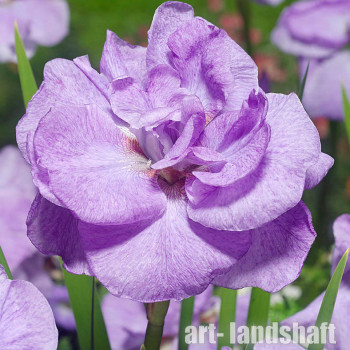 ���� ��������� "Imperial Opal" (�������� ����) - ����-��������