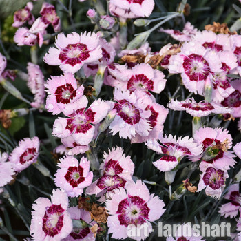 �������� ������� Ruby Snow ("���� ����") - ����-��������