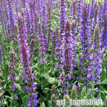 ������ ��������� "Queen Dwarf Blue" ("���� ����� ���") - ����-��������
