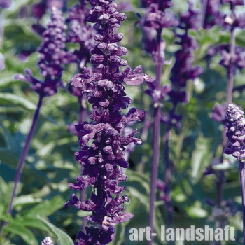 ������ ��������� Evolution Violet ("������� ������") - ����-��������