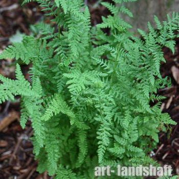 ��������� "Woodsia obtusa" (������� ������) - ����-��������