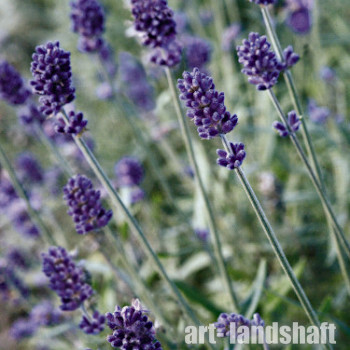������� ����������� "Vicenza Blue" (������� ���) - ����-��������