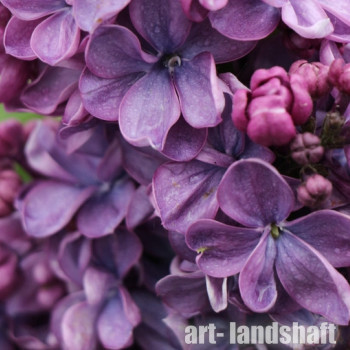 ������ ������������ Violetta ("��������") - ����-��������