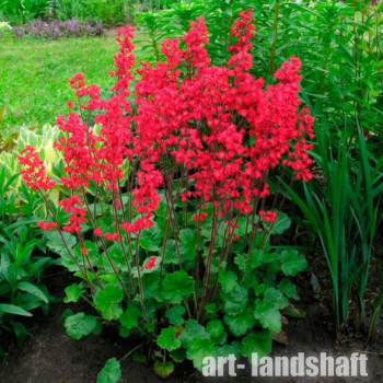 ������� �������-������� �Red Spangles� (��� �������) - ����-��������