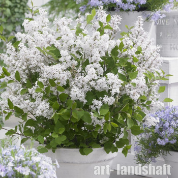 ������� ������ ������ Flowerfesta White ("���������� ����") - ����-��������