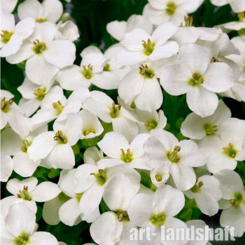 ������ ���������� "Little Treasure White" (����� ����� ����) - ����-��������