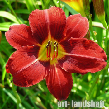 �������� ��������� "Red" (���) - ����-��������