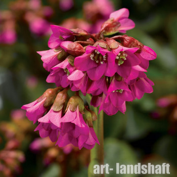 ����� ������������� "Shoeshine Rose" (������� ����) - ����-��������