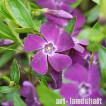 �������� ����� "Atropurpurea" (������������) - ����-��������