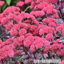 ������ ��������� "Red Cauli" (��� �����) - ����-��������