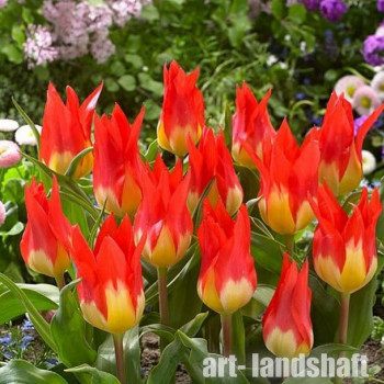 ������� Fosteriana "Flames Mystery"(������� ������ �������) - ����-��������