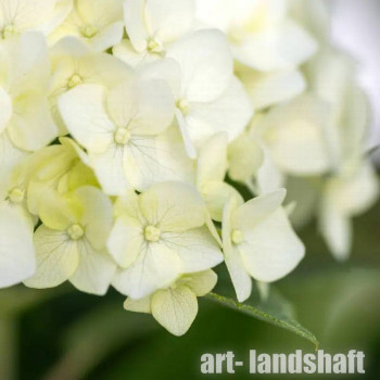 ��������� ����������� Flower Wow ("������ ���") - ����-��������