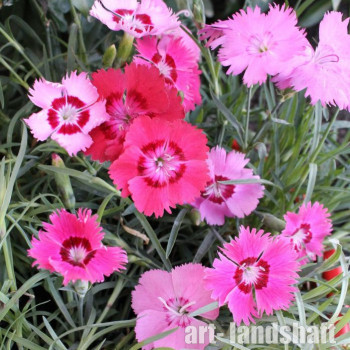 �������� ��������-�������  "Rose Quartz" (���� �����) - ����-��������