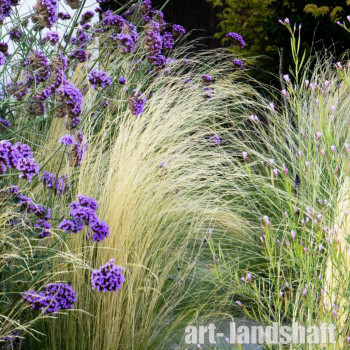 ������ ��������� Pony Tails ("���� �����") - ����-��������