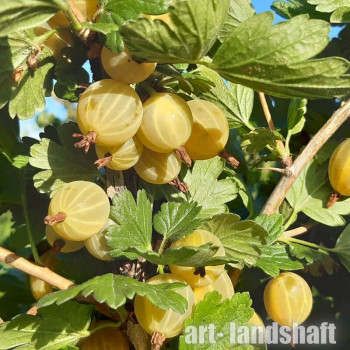 ��������� "Kursu Dzintars" - ����-��������