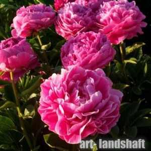  ���� ���������������� "Pink Parfait" (���� �����)  - ����-��������