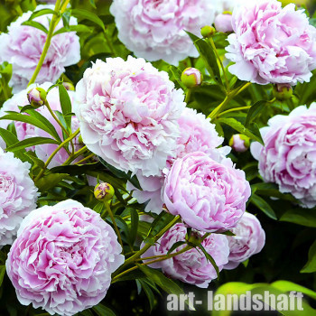 ���� ���������������� "Sarah Bernhardt" (���� ������) - ����-��������