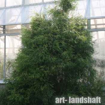 ��� �������� "Filiformis" (����������) - ����-��������