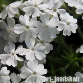 ����� ���������� "White" (����) - ����-��������
