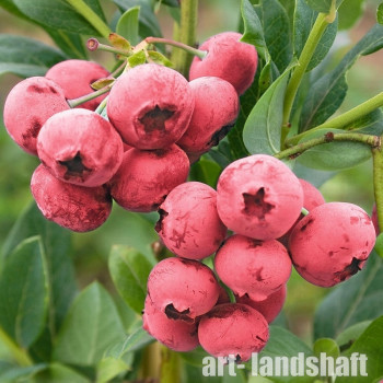 �������� ������������ Pink Blueberry ("���� ��������") - ����-��������