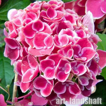 ��������� ������������� "Trivoli Rot" (������� ���) - ����-��������