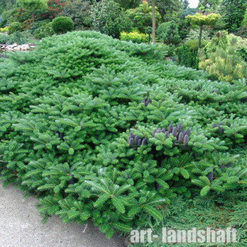 ����� ��������� "Green carpet" (���� ������) - ����-��������
