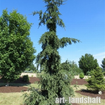 ��� ������������ "Rothenhauss" (���������) - ����-��������