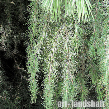 ���� ����������� Kashmir ("�������") - ����-��������