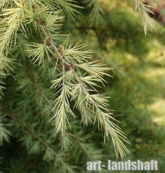 ���� ����������� Aurea ("�����") - ����-��������