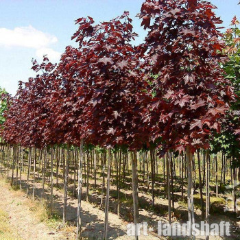 ���� ������������ "Royal Red" (���� ���) - ����-��������