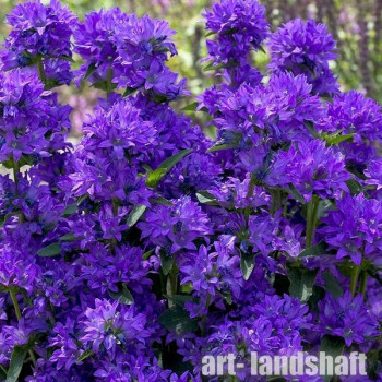 ����������� ��������� "Bellefleur Blue" (�������� ���) - ����-��������