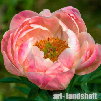 ���� ��������� Coral Sunset ("����� ������") - ����-��������
