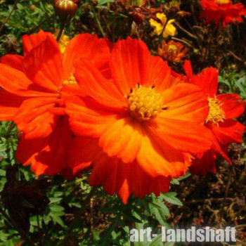 ������ �����-����� Cosmic Red ("������ ���") - ����-��������