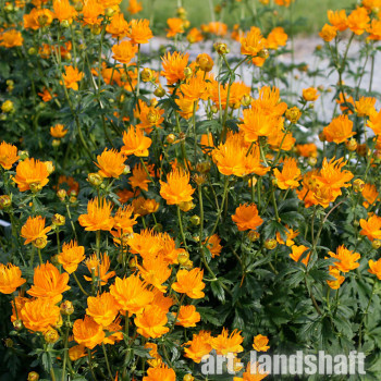 ���������� "Golden Queen" (������ ����) - ����-��������