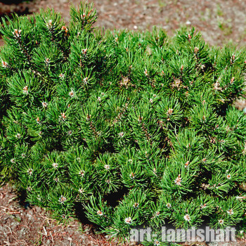 ����� ������ "Laurin" (������) - ����-��������