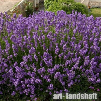 ������� ����������� "Dwarf Blue" (���� ���) - ����-��������