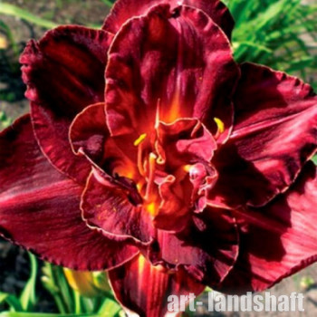 �������� ��������� "Burgundy Love" (�������� ���)  - ����-��������