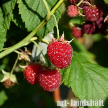 ������ Willamette ("��������") - ����-��������