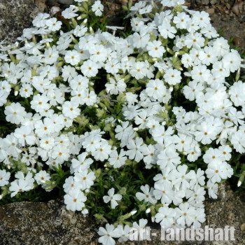 ����� ���������� Maischnee ("�������") - ����-��������