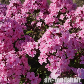 ����� ����������� Sweet Summer Melody ("���� ������ ������") - ����-��������